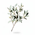 Artificial Olive Branch Stem Set